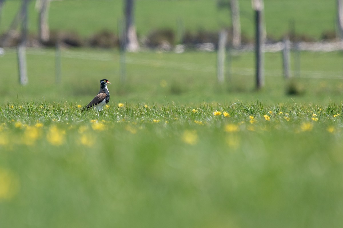 Banded Lapwing - Ramit Singal