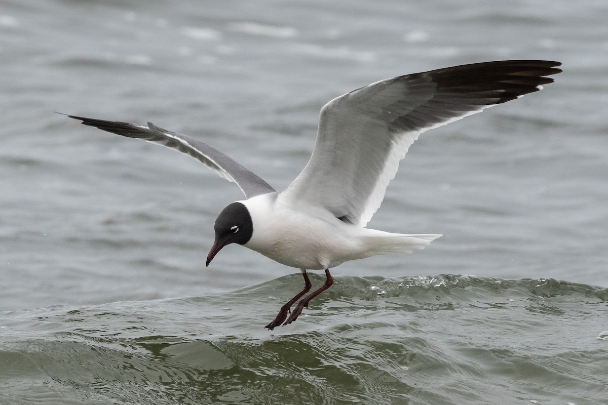 Laughing Gull - ML266696321