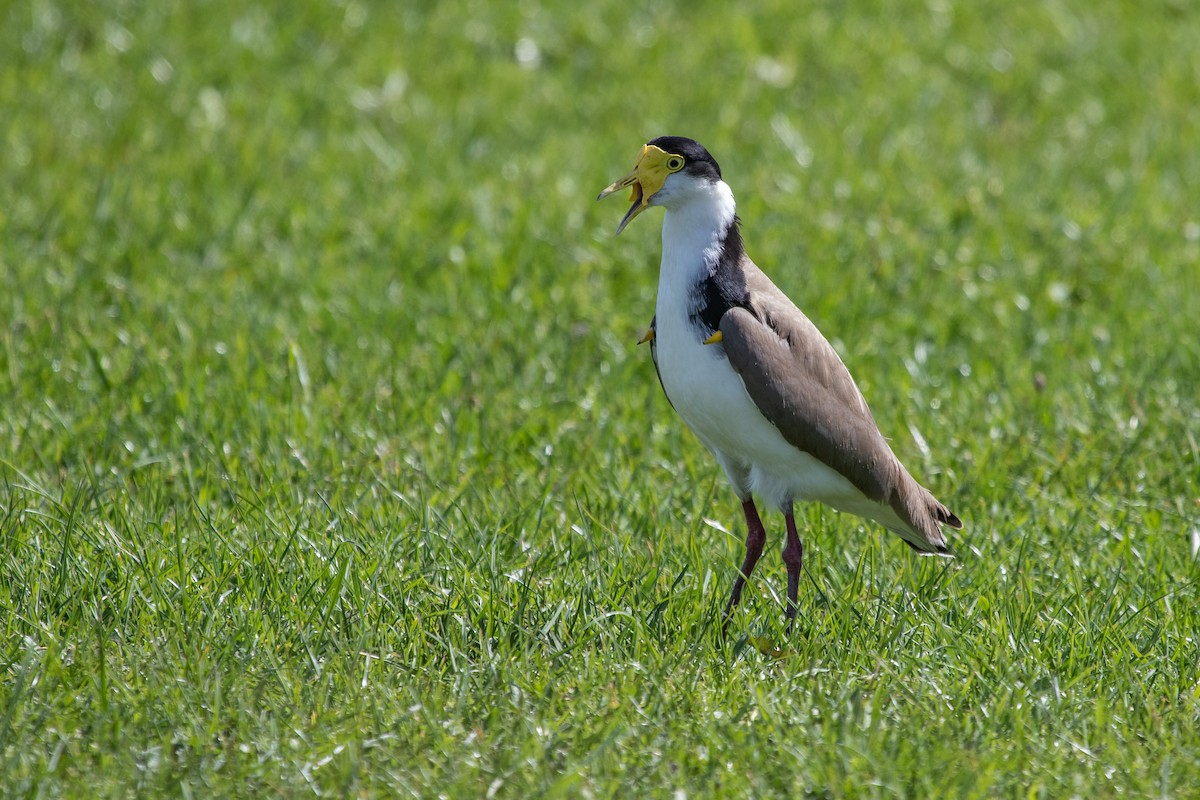 Masked Lapwing (Black-shouldered) - Ramit Singal