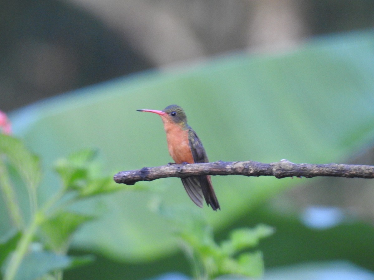 Cinnamon Hummingbird - ML266697451