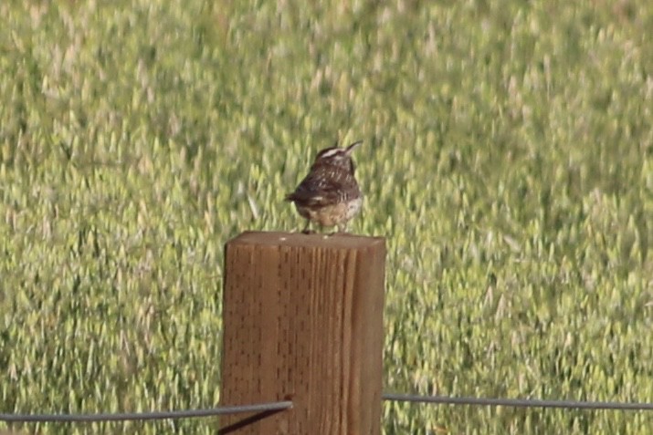 Cactus Wren - ML26669781