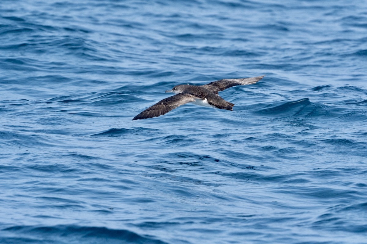 Black-vented Shearwater - Cynthia  Case