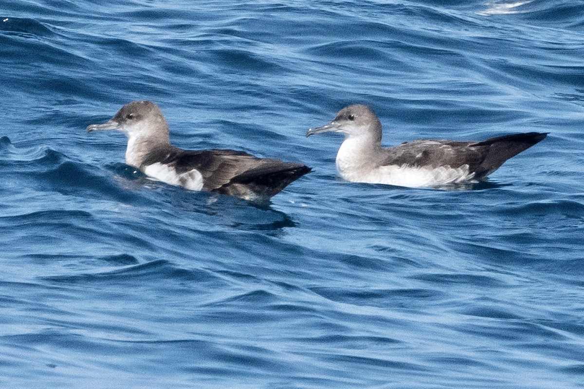 Black-vented Shearwater - ML266698161