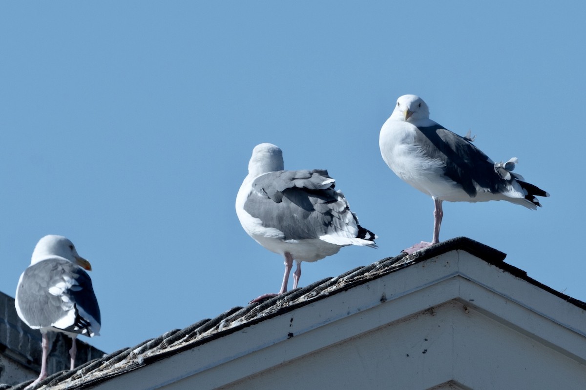 Western Gull - ML266698511