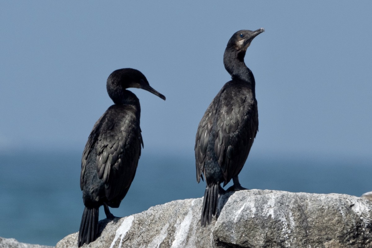 Brandt's Cormorant - ML266698881