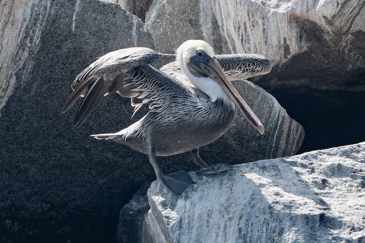 Brown Pelican - ML266698971