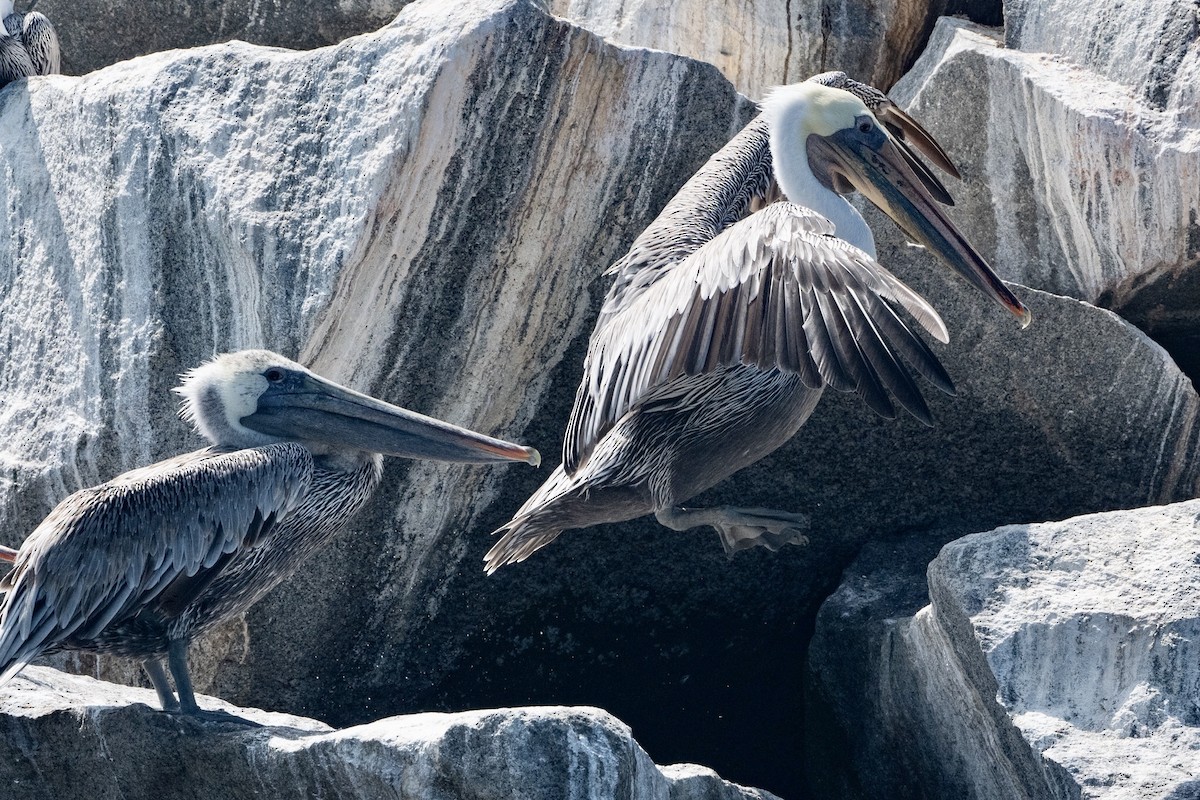 Brown Pelican - ML266698981