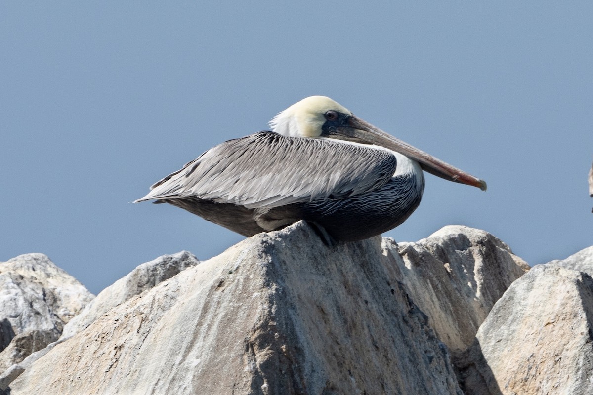 Brown Pelican - ML266698991