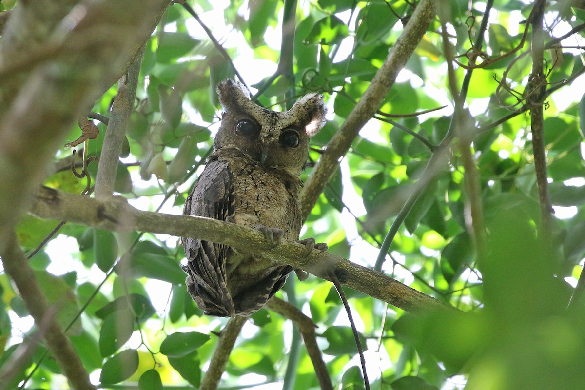 Everett's Scops-Owl - ML266700041