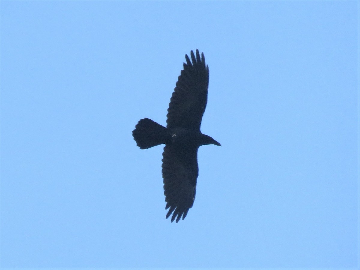Common Raven - ML266700531