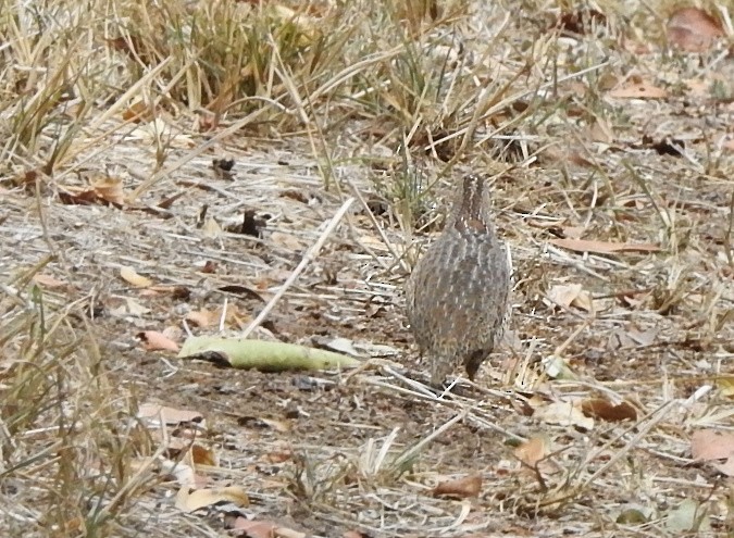 Brown Quail - ML266700571