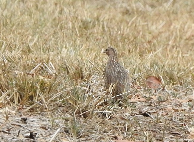 Brown Quail - ML266700581