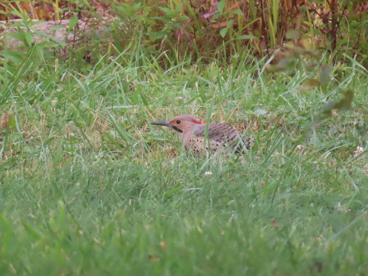 Northern Flicker - ML266701141