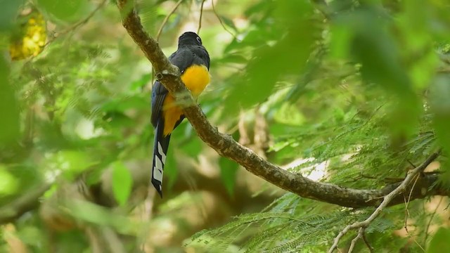 Black-headed Trogon - ML266701591
