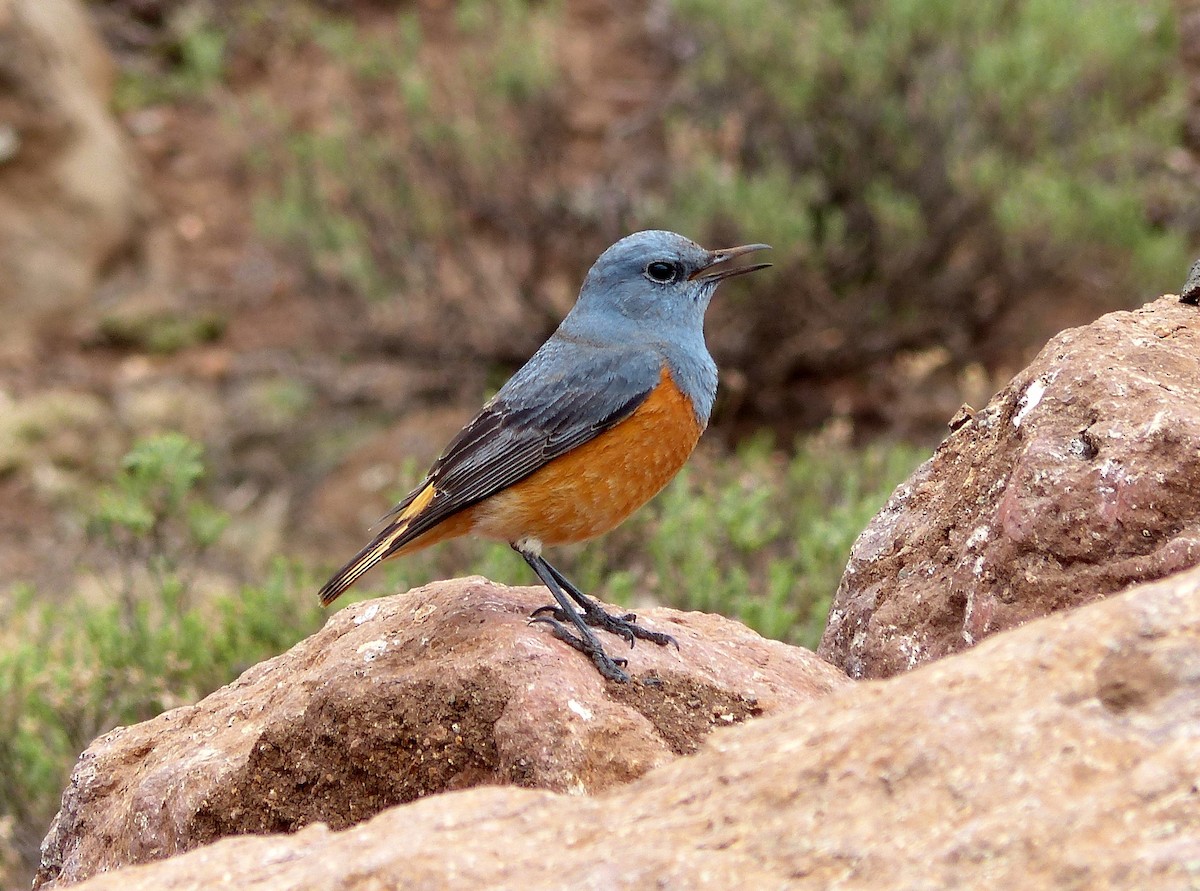 Sentinel Rock-Thrush - David Bree