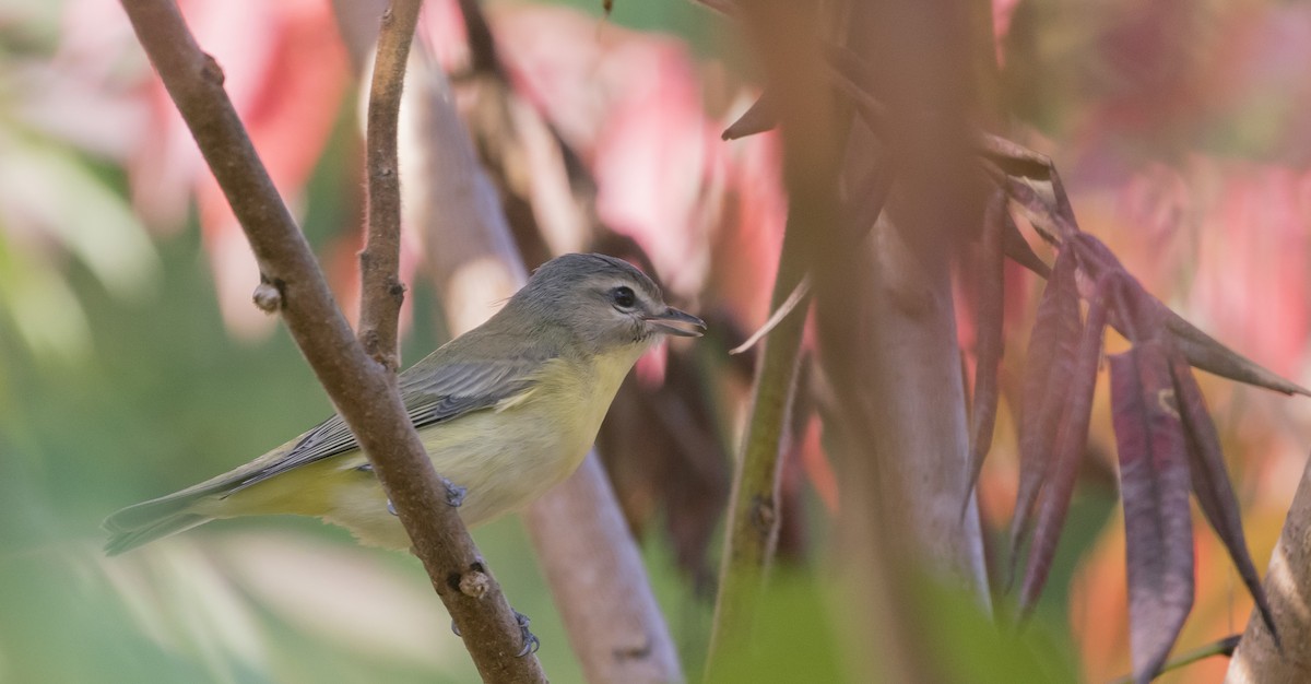 Philadelphia Vireo - ML266701991