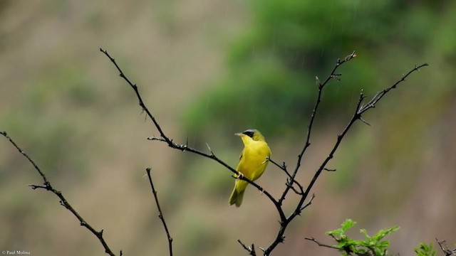 Mascarita Equinoccial (auricularis/peruviana) - ML266703281