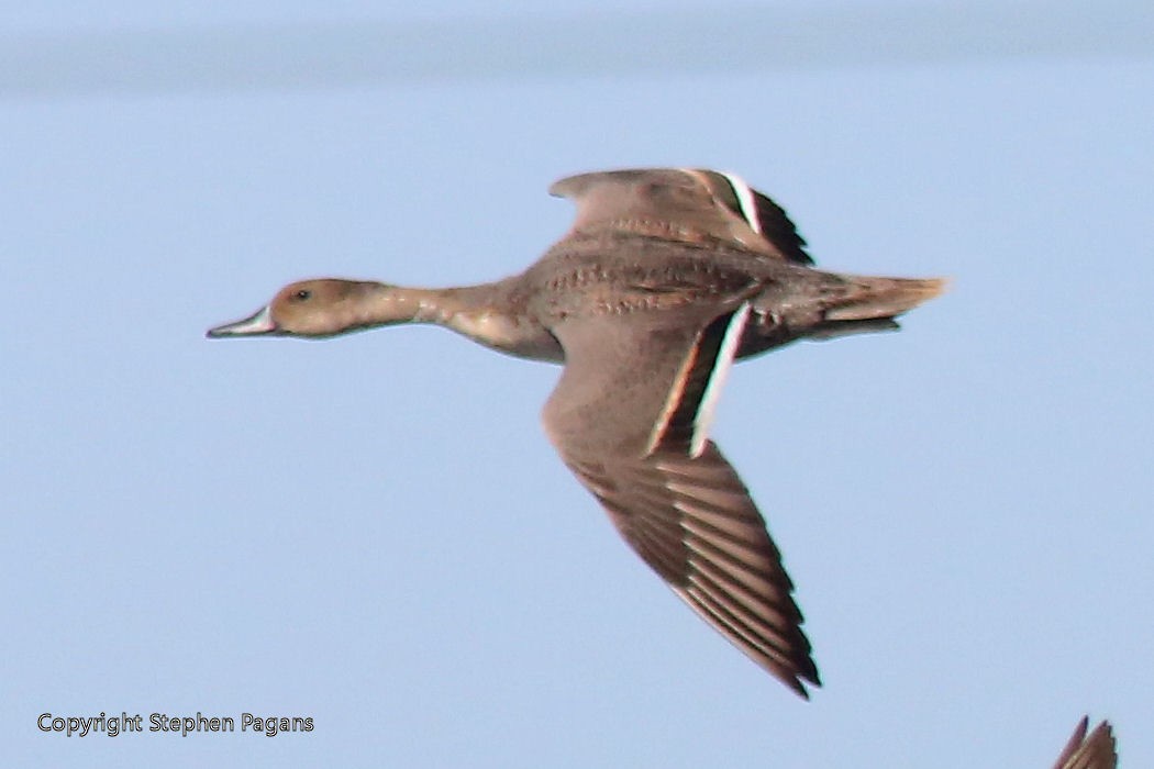 Шовтгор алаг нугас - ML266703921