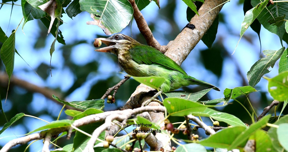 White-cheeked Barbet - ML266704271