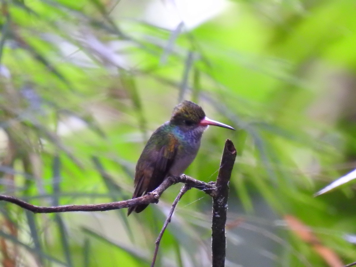 Blue-throated Goldentail - ML266704831