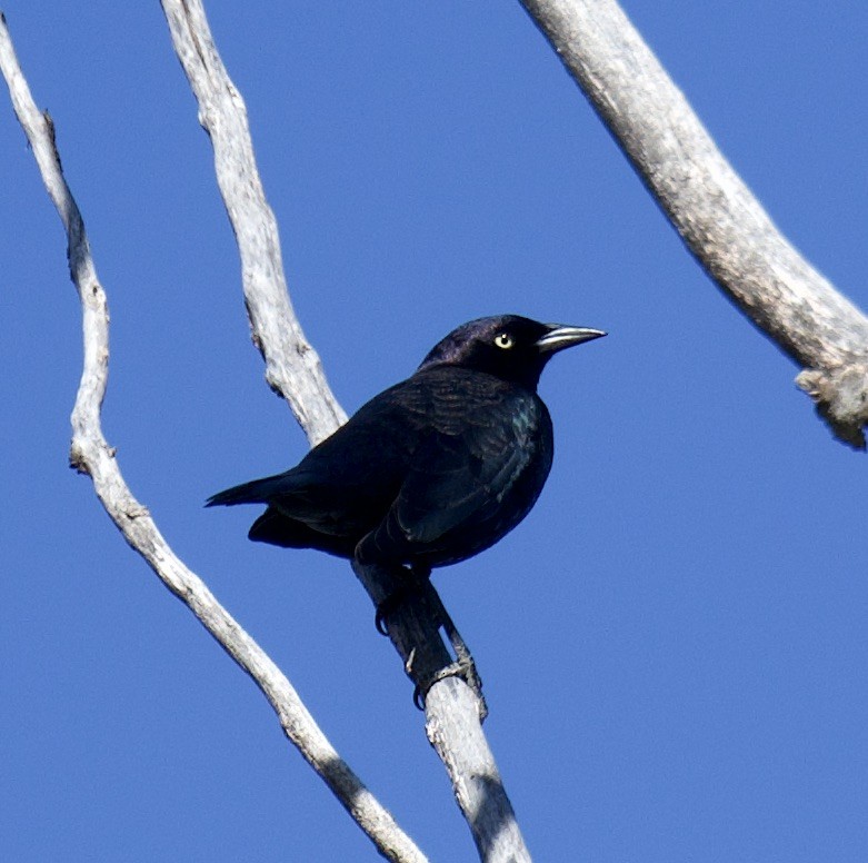 Brewer's Blackbird - ML266707471