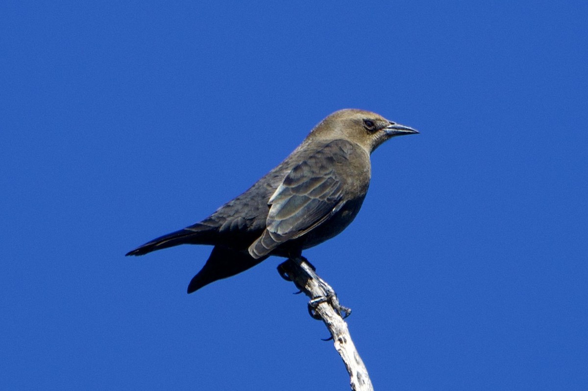 Brewer's Blackbird - ML266707511