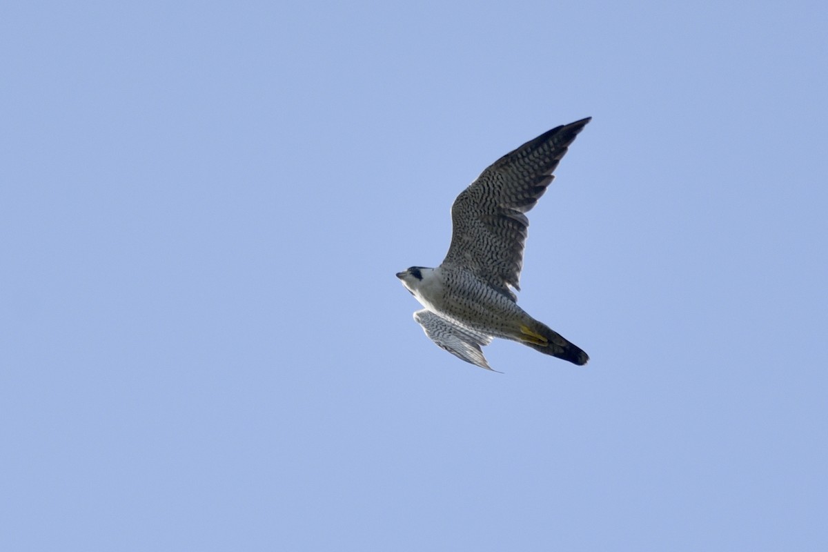 Peregrine Falcon - ML266708371