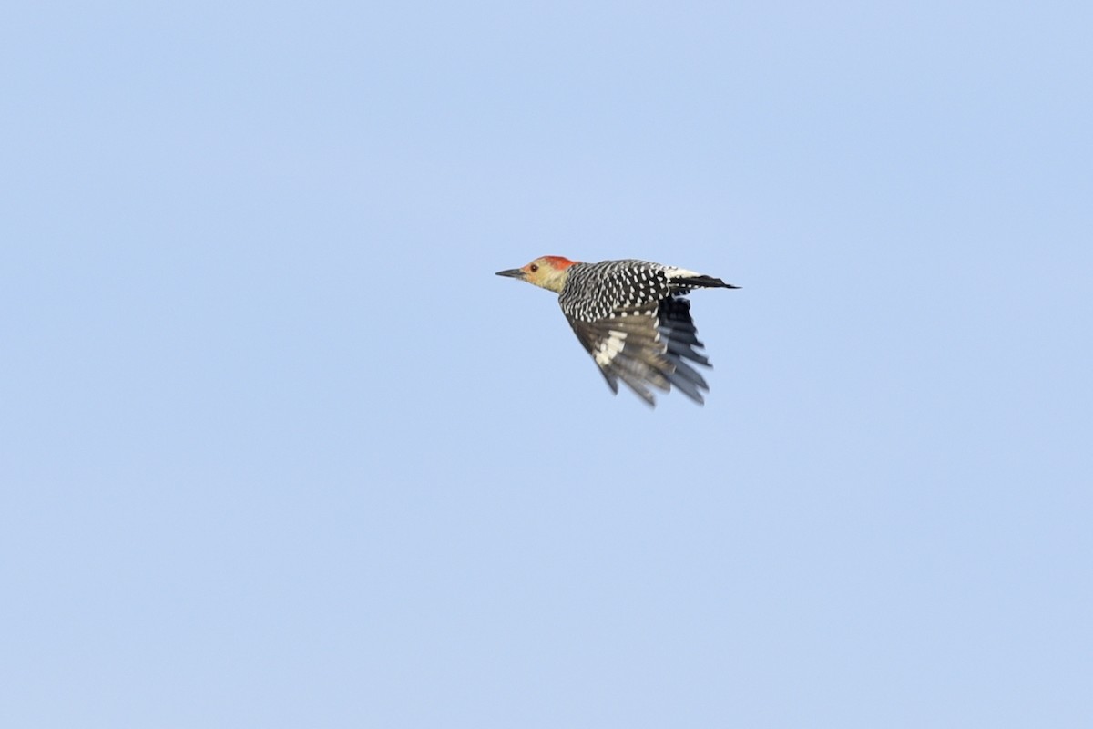 Red-bellied Woodpecker - ML266708421