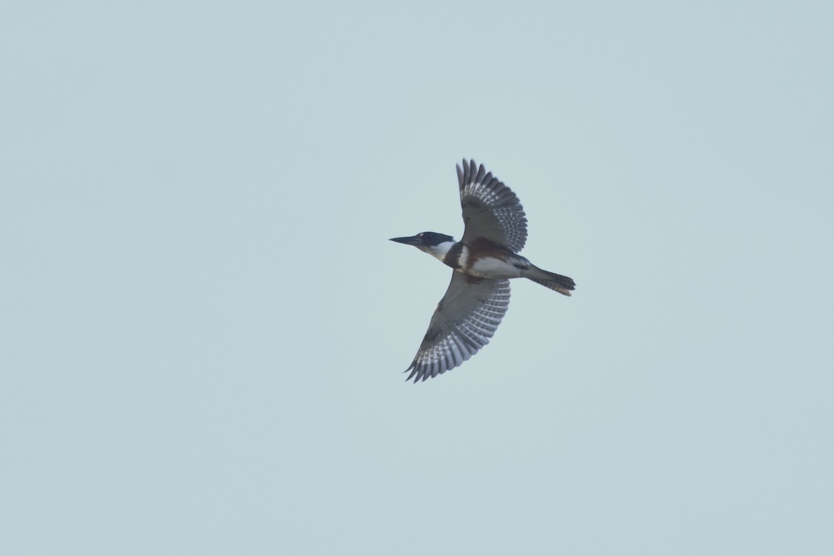 Belted Kingfisher - Daniel Irons