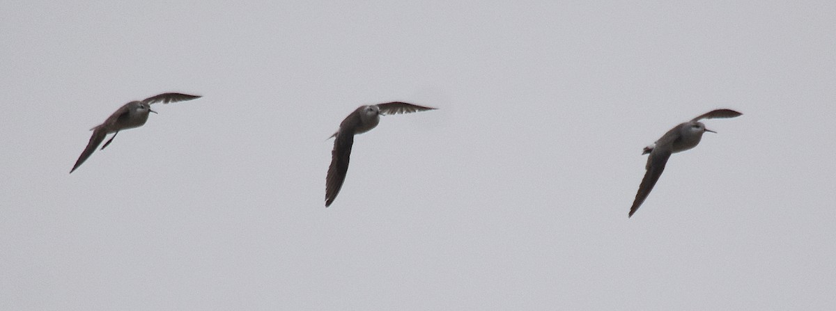 Wilson's Phalarope - ML266709781