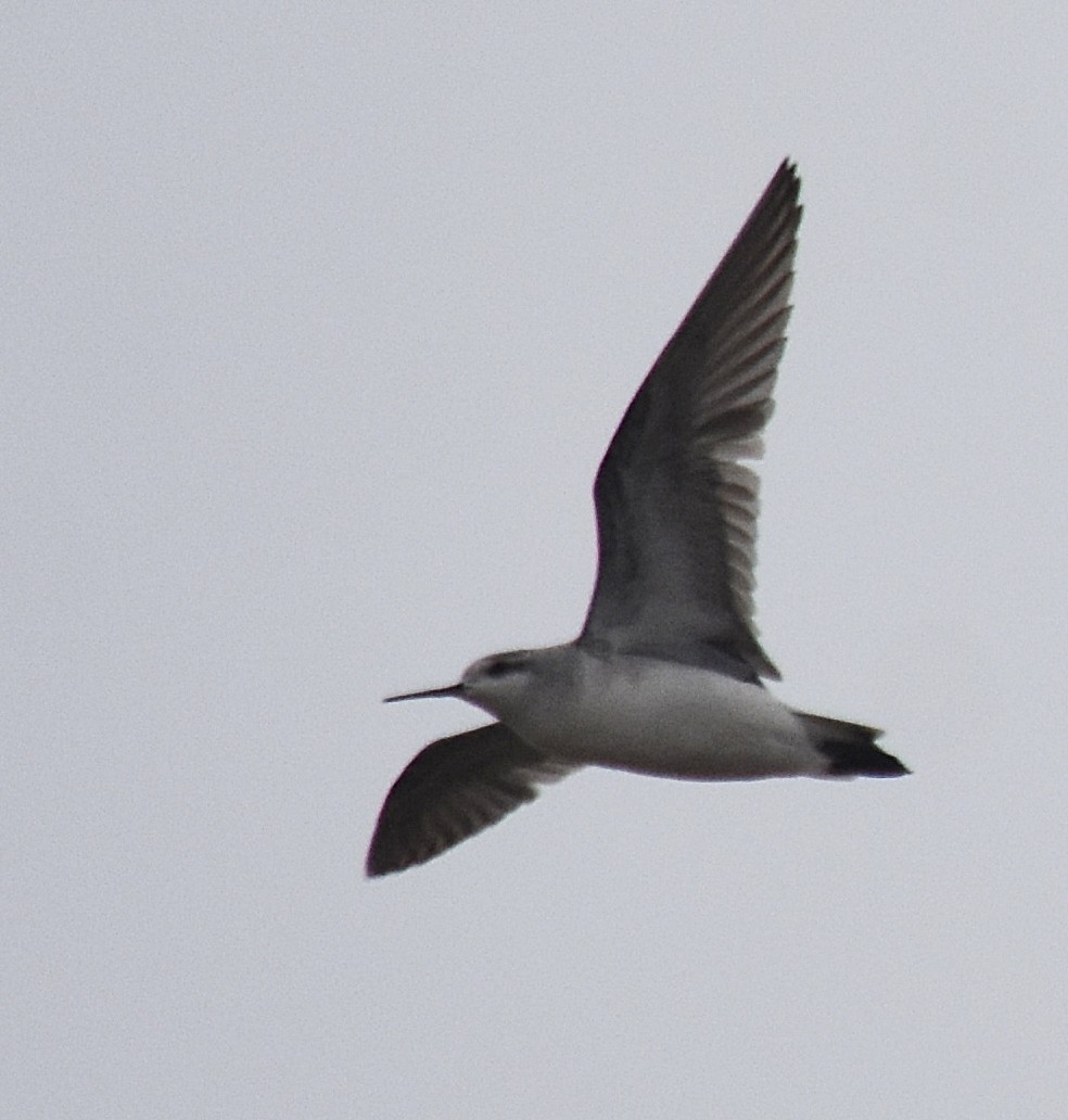 Wilson's Phalarope - ML266709821