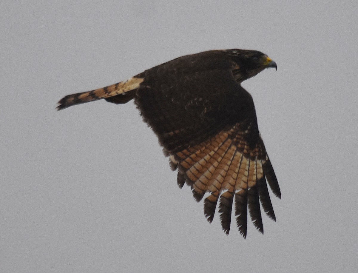 Roadside Hawk - ML266710331