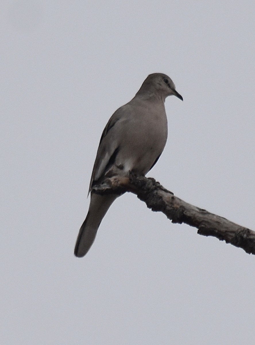 Picui Ground Dove - andres ebel