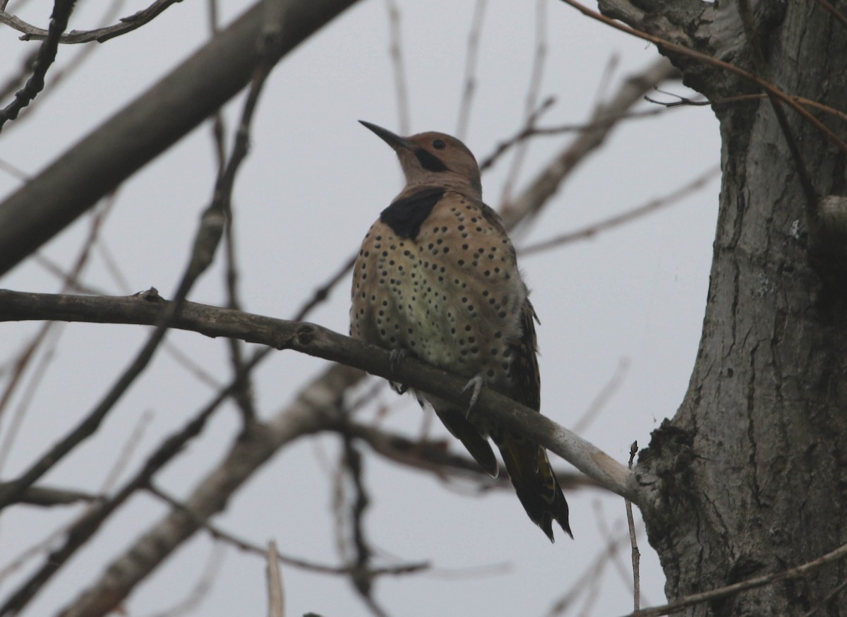 Northern Flicker - ML266713731