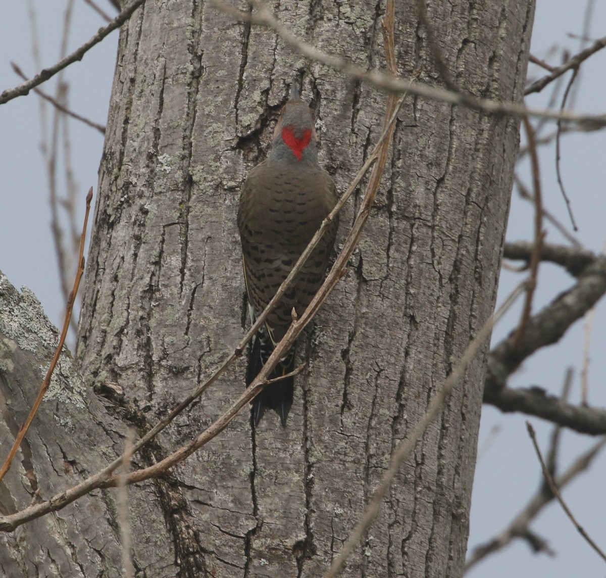 Northern Flicker - ML266713761