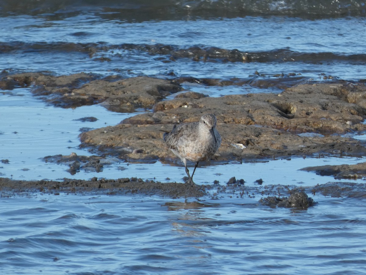 Red Knot - ML266715211