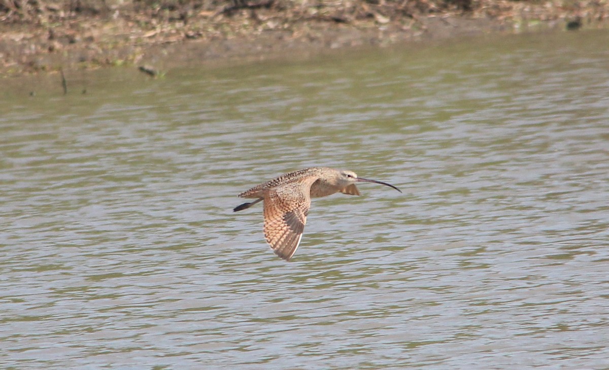 Long-billed Curlew - ML266715321