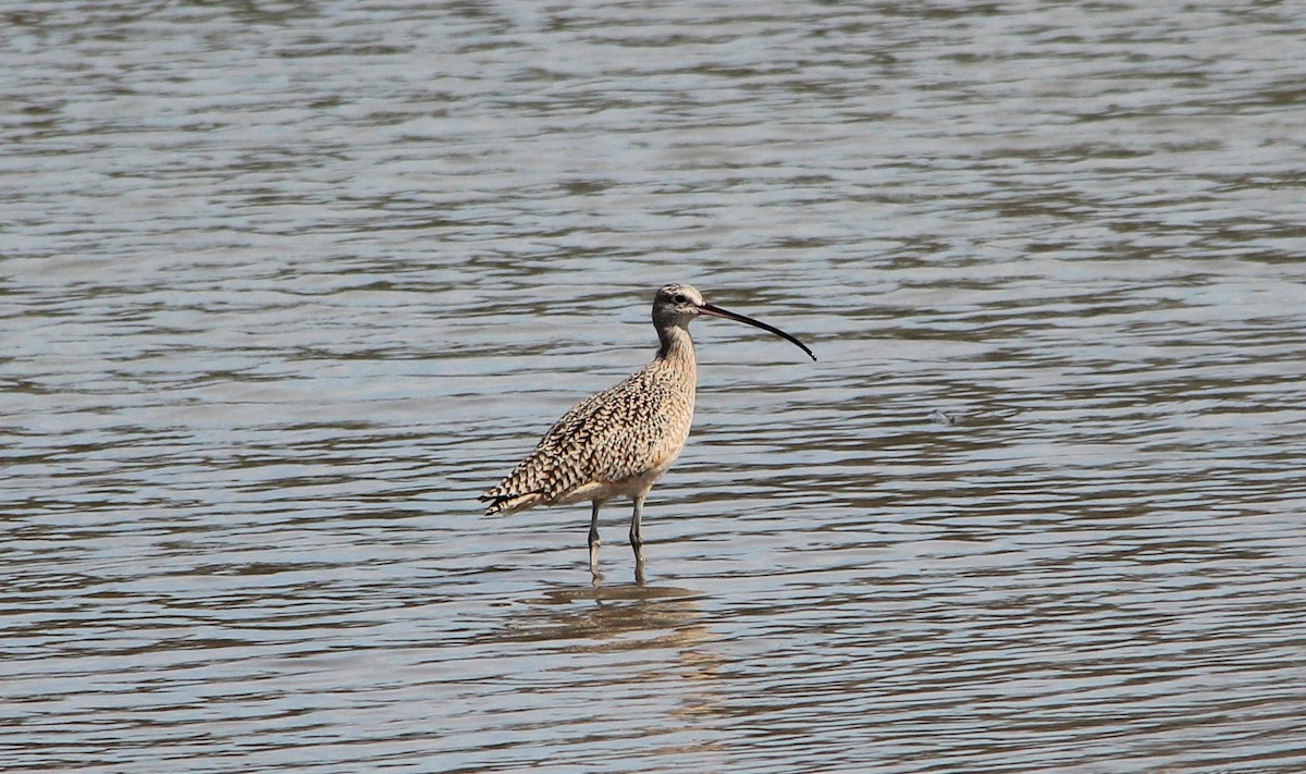 Long-billed Curlew - ML266715331