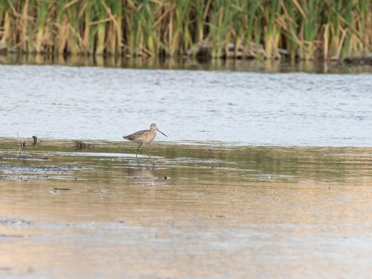 Marbled Godwit - ML266716701