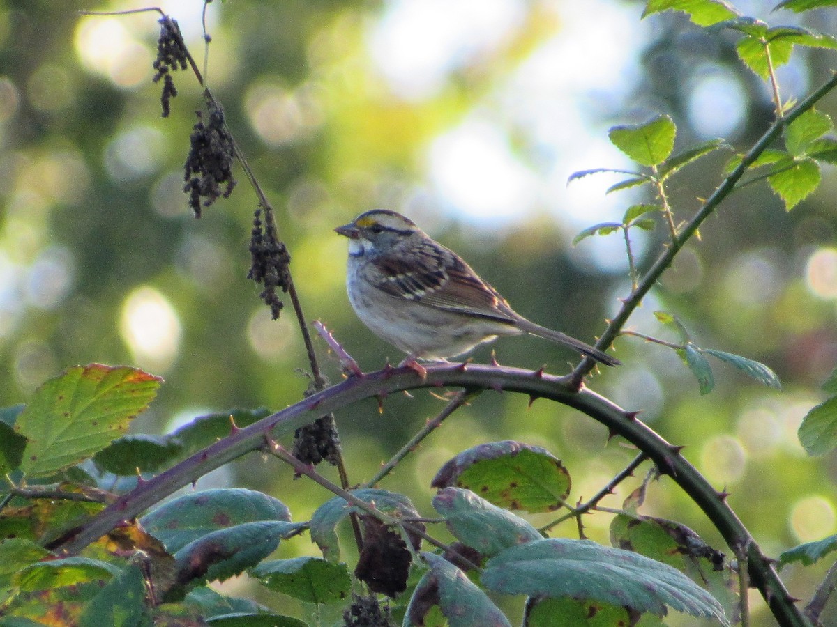 White-throated Sparrow - ML266717151