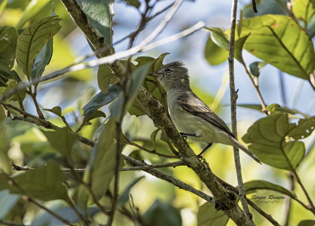 Northern Beardless-Tyrannulet - ML266717941