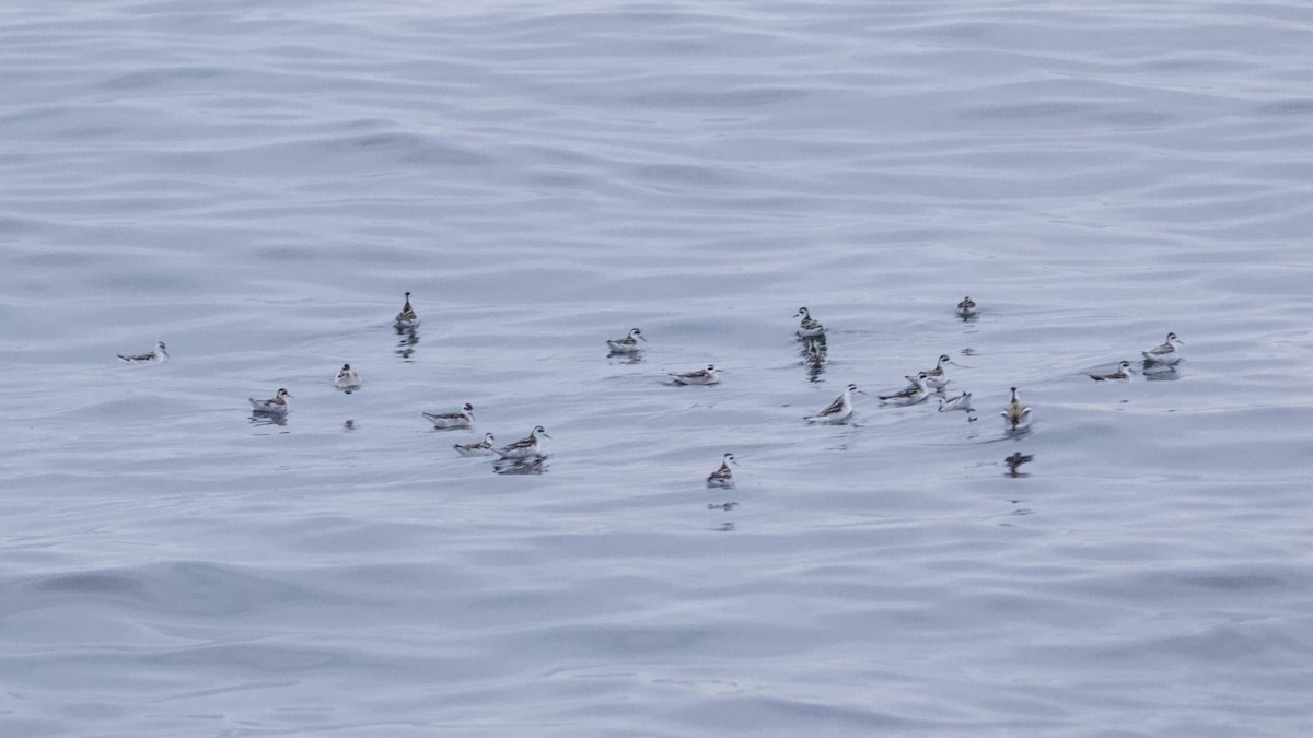 Phalarope à bec étroit - ML266719711