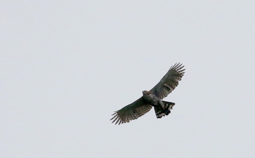 Águila Galana - ML26672061