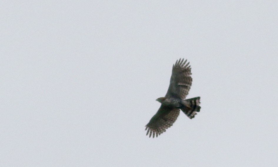 Águila Galana - ML26672071