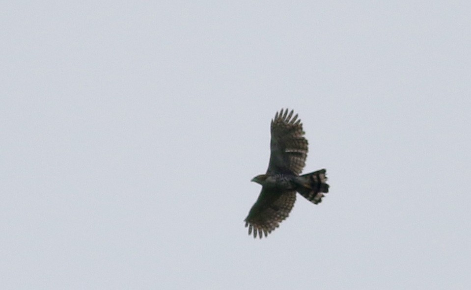 Ornate Hawk-Eagle - ML26672081