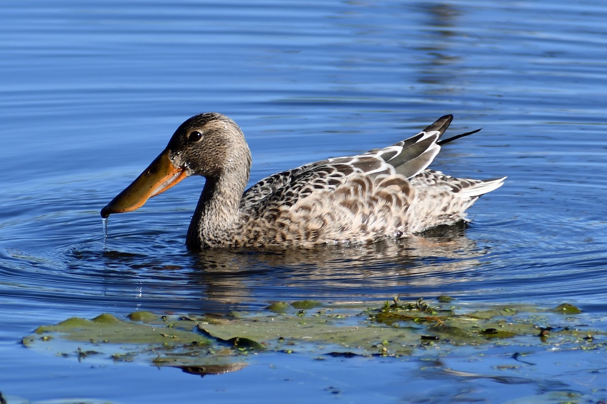 Northern Shoveler - ML266721551