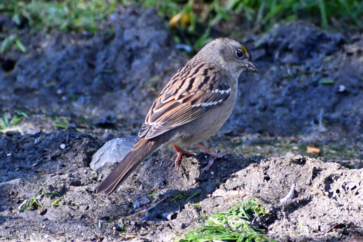 Golden-crowned Sparrow - ML266721571