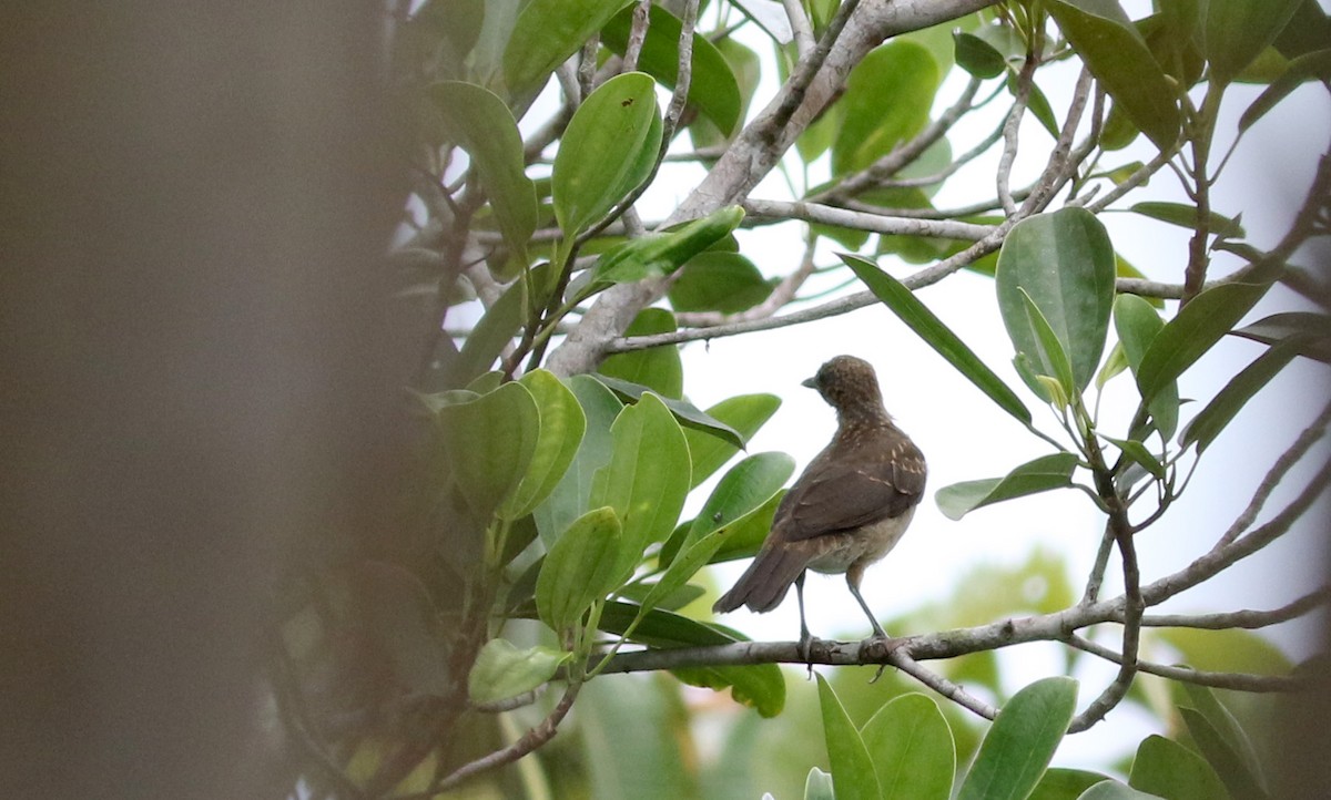 Black-billed Thrush (Amazonian) - ML26672201