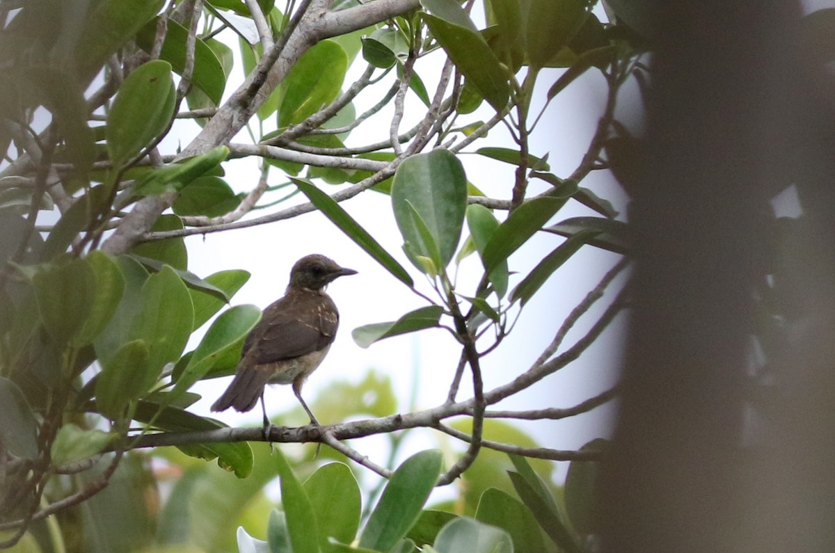 Black-billed Thrush (Amazonian) - ML26672211