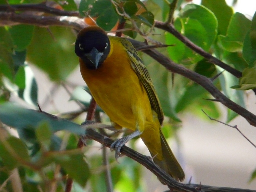 Lesser Masked-Weaver - ML26672391